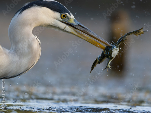 Obraz na plátně Grey heron, Ardea cinerea