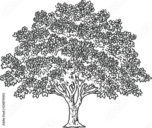 Majestic Deciduous Tree Line Art