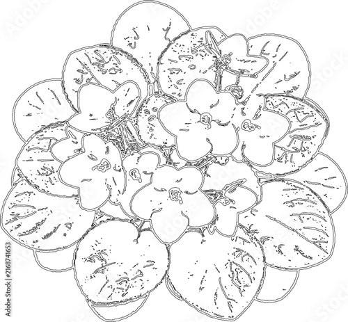 Outline Drawing Flowering Potted Plant Top View