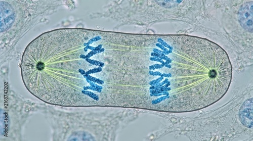 Sister chromatids pulled apart cell