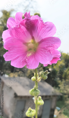 Saltburn by the Sea, Pink hollyhock flowers blooming on a tall stem in a summer garden with a bumblebee