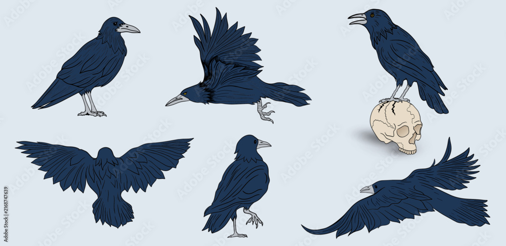 Naklejka premium Black Crow and Raven Halloween Vector Set. Hand Drawn Crows from Different Angles, Including a Mysterious Raven Perched on a Human Skull. Gothic Witch’s Familiar, Magical Totem, Symbolism Halloween.
