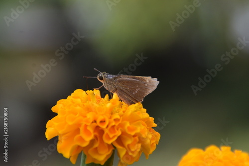 Bild auf Leinwand Skipper butterfly