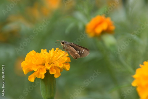 Bild auf Leinwand Skipper butterfly on flower