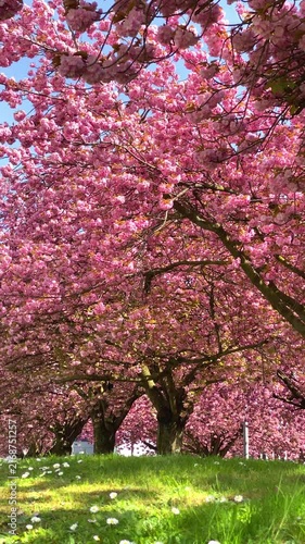 Cherry blossoms bloom in spring at the park with green grass and bright sky