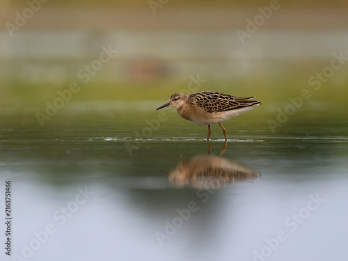 Fotografie Ruff, Philomachus pugnax