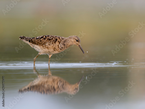 Fotografie Ruff, Philomachus pugnax