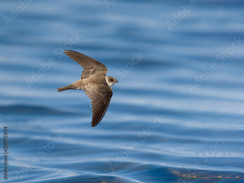 Sand martin, Riparia riparia