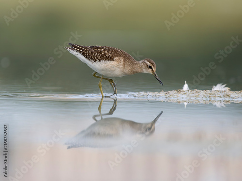 Wood sandpiper, Tringa glareola