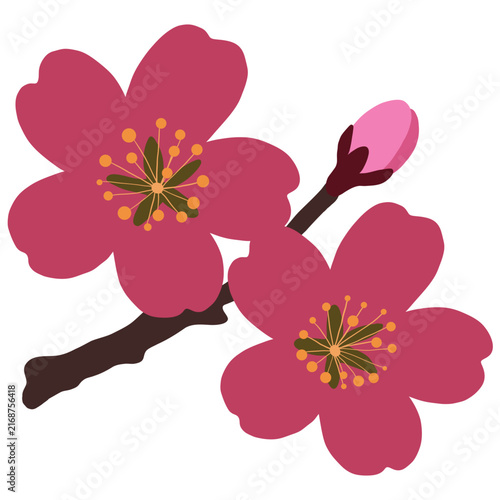 Minimal flat small sakura sprig illustration, tiny blush pink cherry blossom clipart top view, simple botanical flower icon isolated on white background