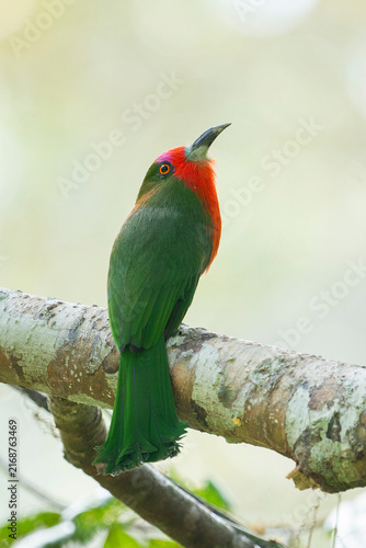 A close-up image of Red-bearded Bee-eater (Nyctyornis amictus) standing on a branch