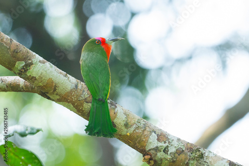 A close-up image of Red-bearded Bee-eater (Nyctyornis amictus) standing on a branch