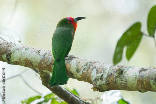 A close-up image of Red-bearded Bee-eater (Nyctyornis amictus) standing on a branch