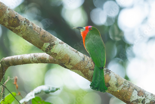 A close-up image of Red-bearded Bee-eater (Nyctyornis amictus) standing on a branch