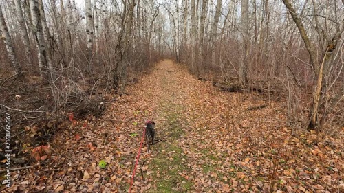 POV while walking a brindle colored puppy along a autumn forest trail 
