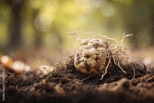 truffle. luxury gourmet ingredient. Close-up of a potato with roots emerging from soil, dirt particles flying in the air, surrounded by green foliage
