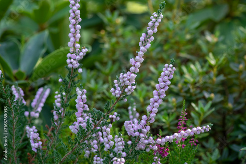 Canvastavla Close up of Calluna vulgaris Plena with delicate double pink flowers blooming in