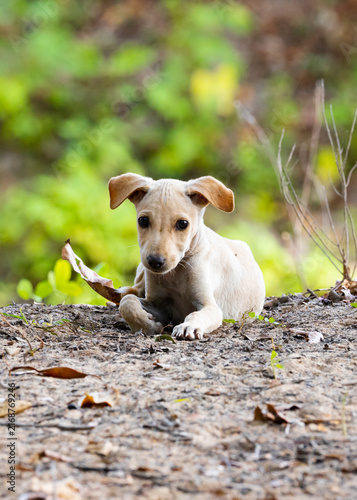 Stray Dog Puppy Standing by Lakeside in India – Abandoned Street Dog in Natural Habitat. A touching wildlife-style photograph of stray dog puppy standing near a lakeside in India.