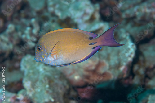 Fotografía Brown Surgeonfish, also known as Lavender Tang, swimming by the reef near Hawaii