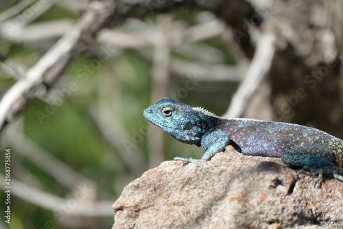 Bild auf Leinwand Agama atra, lizard