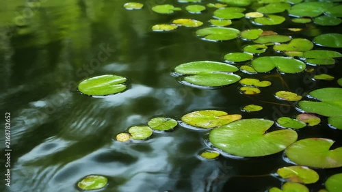 Pond water moving around green aquatic plants