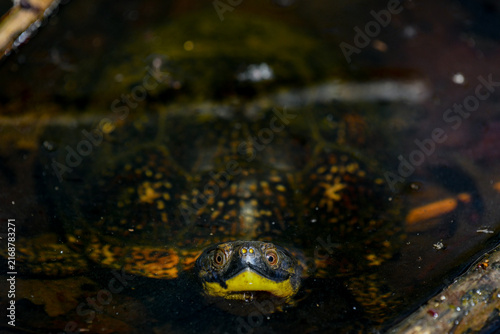 Foto Blanding's turtle in forest pool.