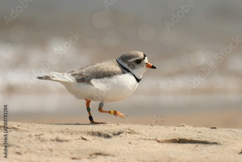 Obraz na plátne Great Lakes piping plover on sandy beach