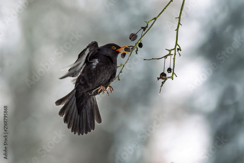 Mid-Air Acrobatics of a Foraging Blackbird