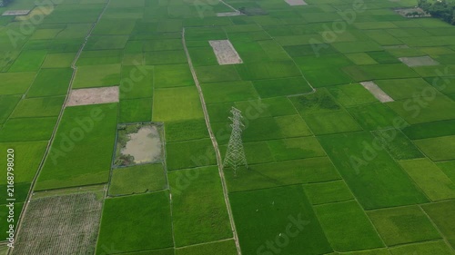 Green Field Of Bnagladesh, Drone View