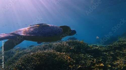 Dolly forward to a green sea turtle (chelonia mydas) with two live sharksucker (Echeneis naucrates) on its back swimming over dense turbinaria reniformis while backlit by filtered sunlight