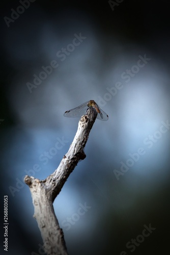 dragonfly on a branch