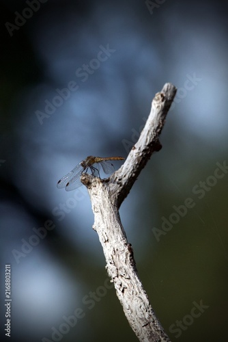 dragonfly on a branch