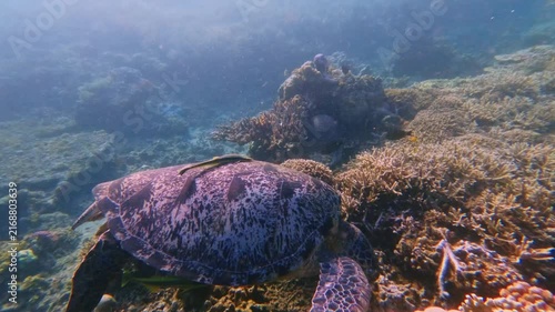Close-up tracking shot of a green sea turtle (Chelonia mydas) eating algae in the bustling coral reef while two live sharksucker (Echeneis naucrates) hitchhikes on its body in a display of symbiosis