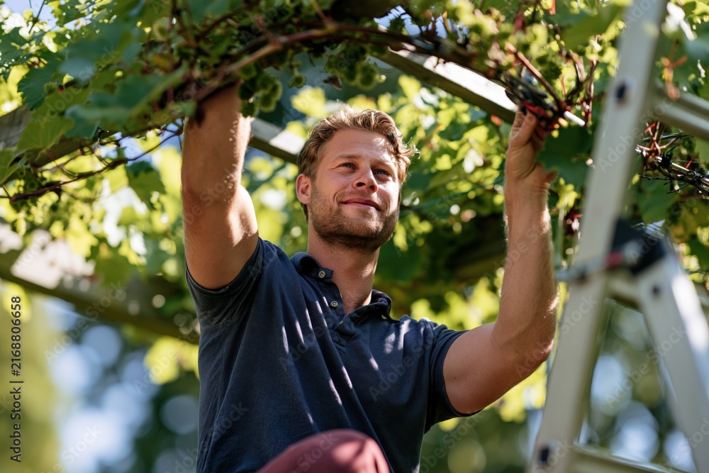 Fototapeta premium Man pruning grapevine on ladder in vineyard during summer for gardening and harvest background banner