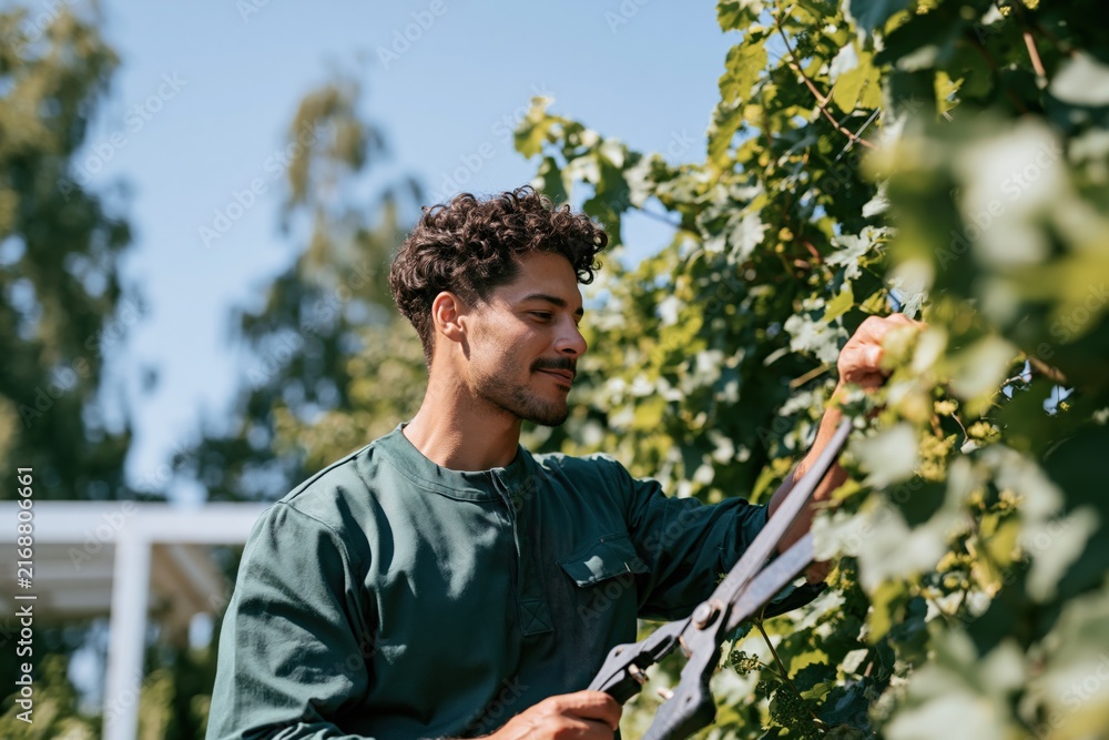 Fototapeta premium Young gardener pruning grapevines outdoors for garden background banner and landscape maintenance imagery for seasonal care and organic cultivation