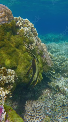 Two juvenile longfin batfish (Platax teira) hovering among dense coral before one of them gets spooked and swam away. Dauin, Philippines