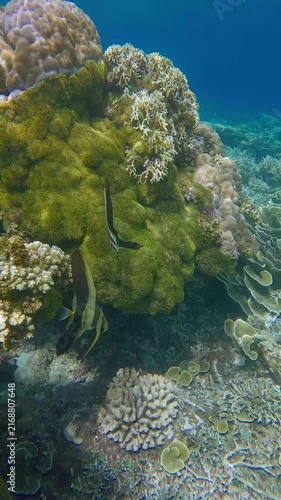 Handheld arc shot to pair of juvenile longfin batfish (Platax teira) among dense corals covered in green star polyp (Briareum) in a clear shallow reef. Dauin, Philippines