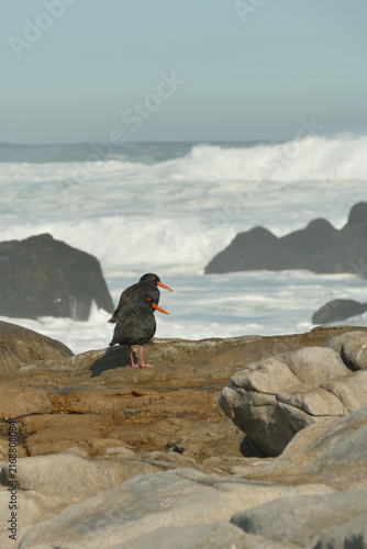 Foto African Oystercatcher