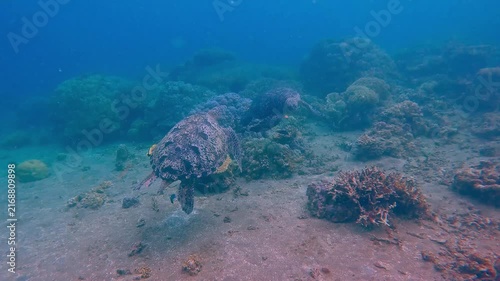 Cute interaction of two green sea turtle (Chelonia mydas) swimming around each other before pecking each other as if kissing in blue plankton rich hazy water. Dauin, Philippines
