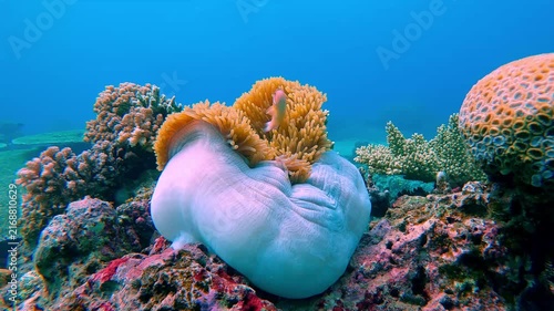 Diving pov showing a magnificent sea anemone (Radianthus magnifica) inhabited by pink skunk clownfish (Amphiprion perideraion) nestled in a colorful bustling coral reef. Dauin, Philippines