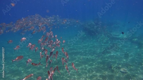Magical diving pov swimming along with a swarm of bigeye trevally (Caranx sexfasciatus) in glittering clear blue water in a display of schooling behavior. Dauin, Philippines
