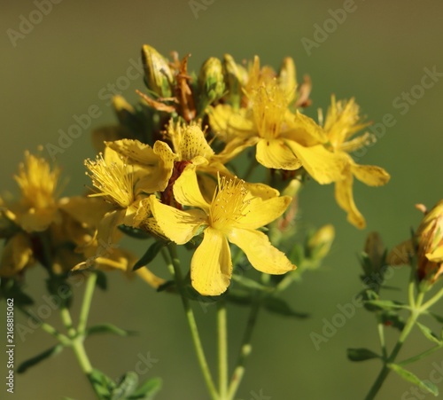 Obraz na płótnie St. John's wort (Hypericum perforatum) herbaceous medicinal herb
