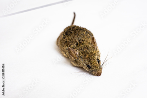 Картината върху платно Picture on a white background of a mouse that has suffered from the very famous and very widespread disease Hantavirus in the world
