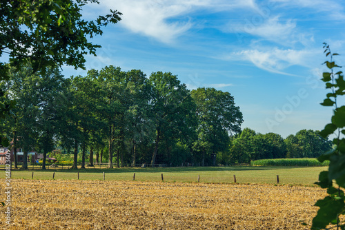 Agricultural harvested stubble field with fence and green trees under blue sky
