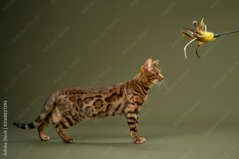Naklejka premium A Bengal cat strides forward toward a feather toy above. Its legs are extended, and posture shows active movement.