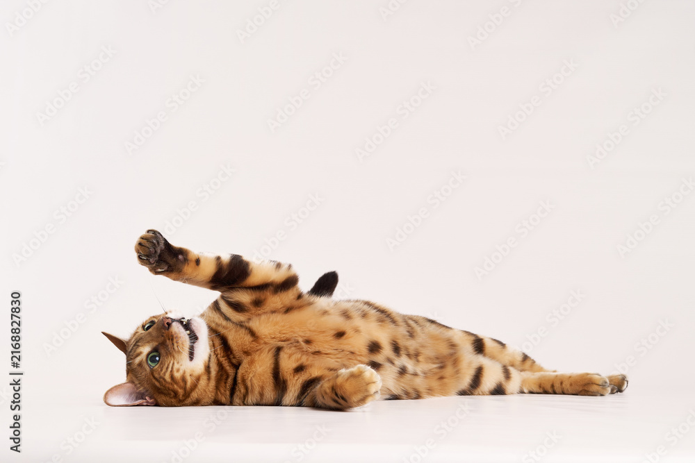 Fototapeta premium A Bengal cat lies on its back with one paw in the air. Its playful position and open belly suggest comfort.