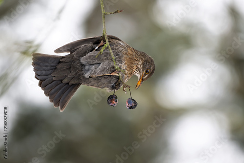 Mid-Air Acrobatics of a Foraging Blackbird