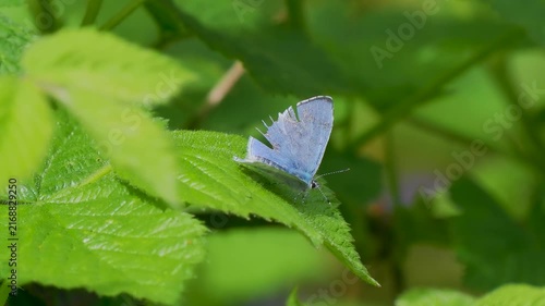 A Holly Blue Butterfly. Side View.