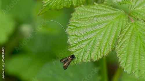 Green Longhorn Moth on a Bramble Leaf