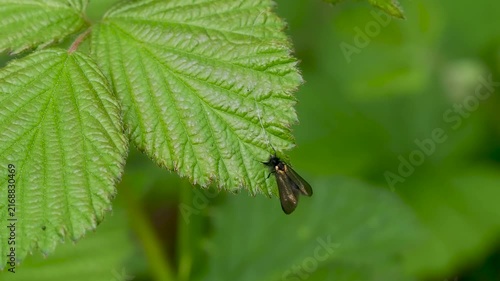 Green Longhorn Moth on a Bramble Leaf